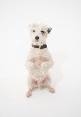 A white parsons russell terrier, isolated on a white seamless wall in a photo studio. dogs preforming tricks ion the studio. clever dog training.