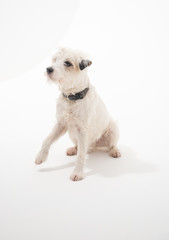 A white parsons russell terrier, isolated on a white seamless wall in a photo studio. dogs preforming tricks ion the studio. clever dog training.