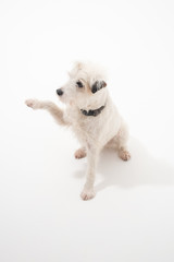 A white parsons russell terrier, isolated on a white seamless wall in a photo studio. dogs preforming tricks ion the studio. clever dog training.