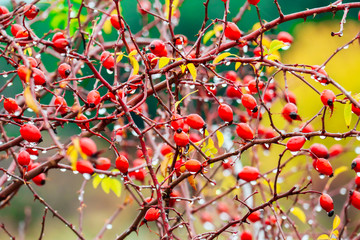Abstract colorful autumn background. Rose hip bushes, branches with berries, raindrops.