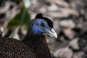 Retrato de un ave de cabeza azul, mirando su al rededor.