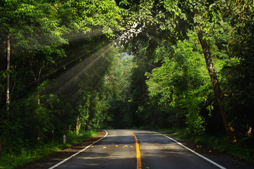 Asphalt road leading into the forest In the morning sunlight
