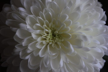 Close up of white Chrysanthemum flower open bud on black background, beauty of nature concept. Photo of tender plant with soft small petals.