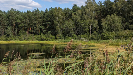 Fototapeta na wymiar Overgrowing of the lake, swamping. Eutrophication. A small lake with a forest on the opposite shore, green algae fields on a sunny summer day. Ecology