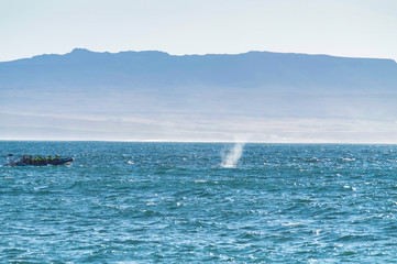 Fototapeta na wymiar Big whale getting ready to dive near husavik on iceland