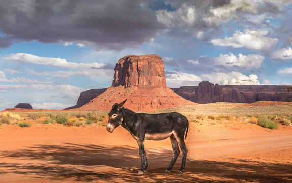 Wild burro in front of a scenic cinematic landscape, Arizona