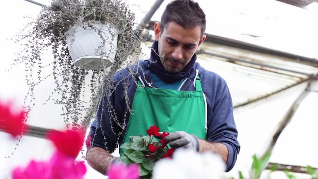 Florist at work in a greenhouse with cyclamen.