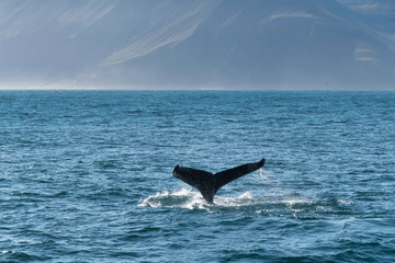 Naklejka premium Whale diving on the Icelandic coast at Husavik
