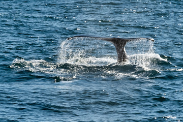 A whale floats on the surface to breathe in the northern sea of ​​Iceland in husavik bay.