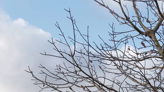 winter tree over blue sky.