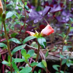 red flowers in the garden