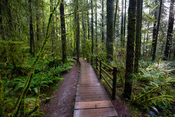 Lynn Canyon Park, North Vancouver, British Columbia, Canada. Beautiful Wooden Path in the Rainforest during a wet and rainy day.