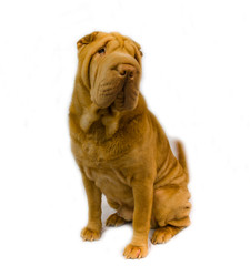 Shar Pei dog on a white background