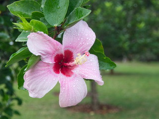 Hibiscus flower on a rainy day in Mauritius