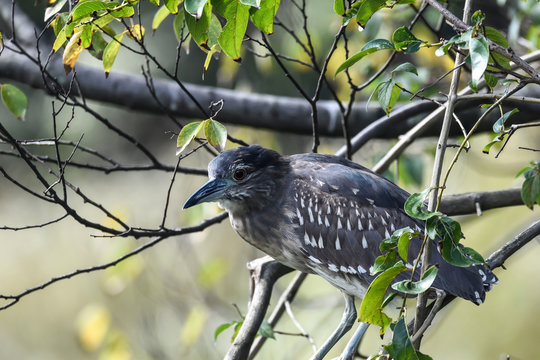 Un p&aacute;jaro subido a la rama de un &aacute;rbol, esperando para emprender el vuelo. 