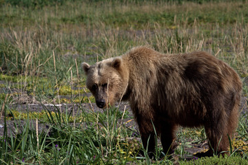 Adult Grizzly Bear on Clark Lake Alaska