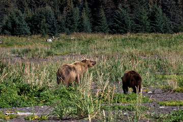 Bear viewing in Alaska