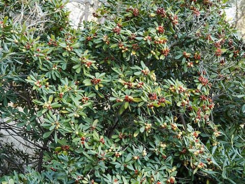 (Pittosporum tobira) Chinesischer Klebsame,  Beliebte Zier- und Heckenpflanze aus Japan 