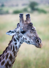 portrait of a giraffe
