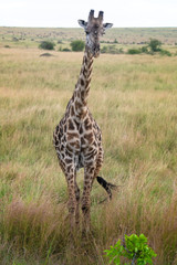 giraffe in Masai Mara, Kenya, Africa