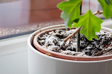 Mould growing on a soil in the flower pot with the house plant. Young ivy plant in humid...
