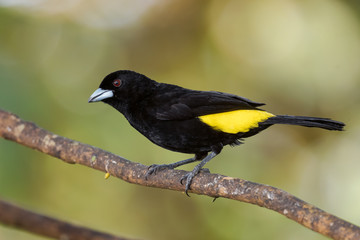 Flame-rumped Tanager - Ramphocelus flammigerus, beautiful black and yellow tanager from western Andean slopes, Amagusa, Ecuador.