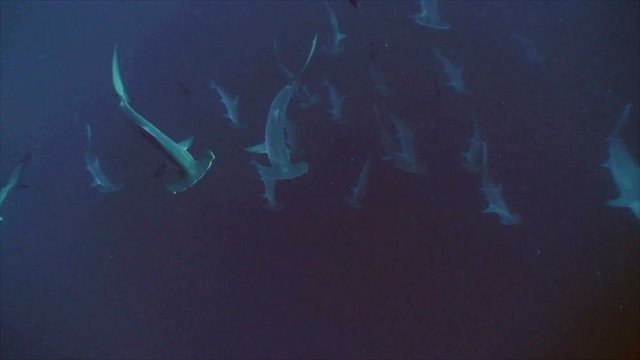 Schooling hammerhead sharks