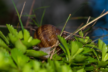 ślimak winniczek w naturalnym środowisku © Henryk Niestrój