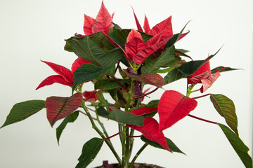 red poinsettia flowers on white background