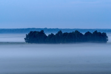 Fototapeta premium Forest islet in the fog. Photographed in the morning.