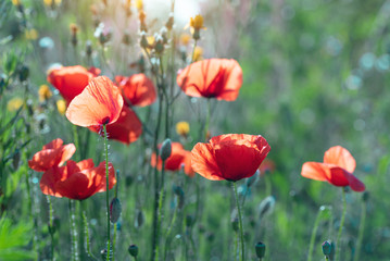 Wild poppies flowers growing in the meadow in summer
