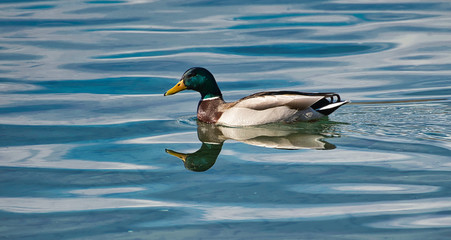 Obraz premium 2019-03-30 A MALE MALLARD DUCK IN LAKE CHELAN.