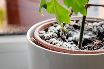 Selective focus on mould growing on a soil in the flower pot with the house plant. Young ivy plant in humid environment. Fungus disease in cissus houseplant.