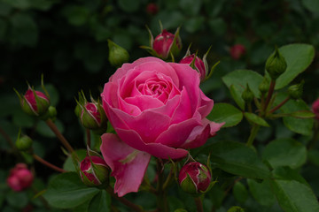 Single rose isolated with leaves on green background.