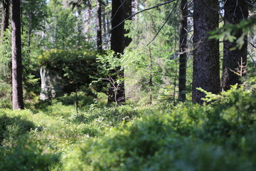 Fragment panoramy leśniej z krzakami jagód i dziką ścieżką © Joanna