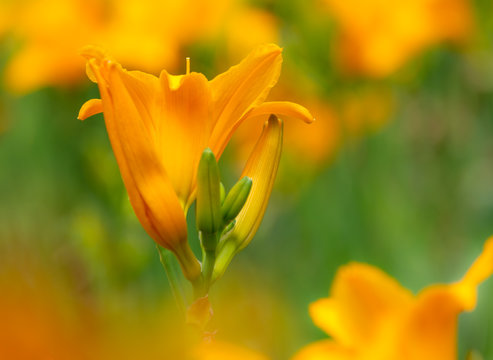 Orange campsis flower blossom