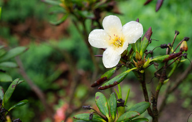 Little white flower with green leaves for different background and textures.