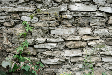 A rough wall of irregular natural stone, stacked in layers and cemented together. Ivy curls along the wall.