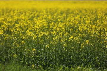 a field with yellow flowers