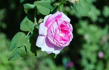 pink rose flower, summer warm day in the garden