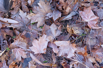 Dry foliage early frosty morning covered with frost in late autumn.