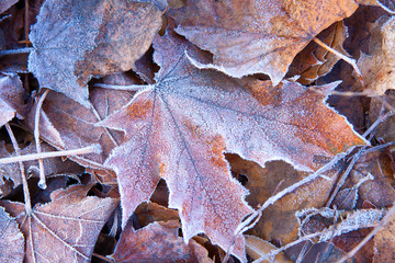 Dry foliage early frosty morning covered with frost in late autumn.
