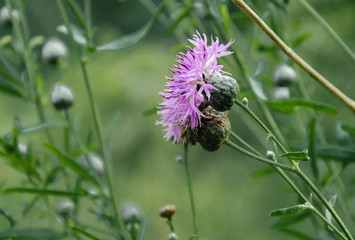 Purple Carduus flower on a background of green leaves