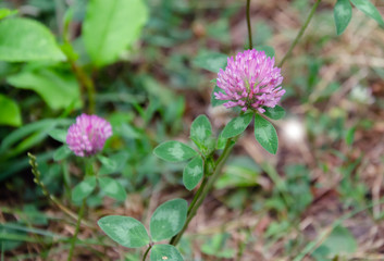 Lilac clover trefoil flower on a warm day,
