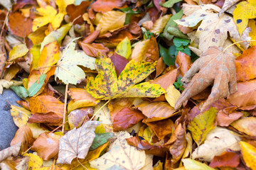 Fallen leaves background