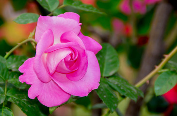 pink rose in the garden