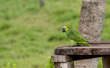 Papagaio