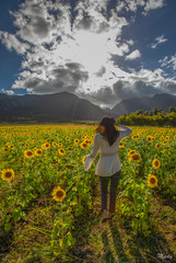 Fototapeta premium young woman in the field of sunflowers