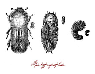 Ips typographus or European spruce bark beetle lives in the inner bark of trees and spreads quickly over large areas. it feed of dead plants returning essential nutrients to the ecosystem