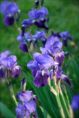 Fototapeta premium Purple Flower